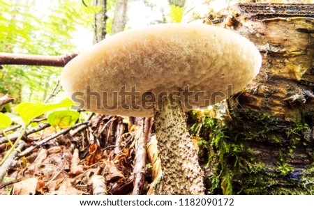 Big white mushroom in the vibrant sunlight of the Massif du Sud, Quebec, Canada.