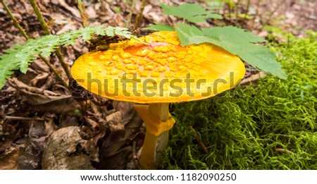 Big yellow mushroom next to a big patch of green moss. Photo taken in the forest of the Massif du Sud, Quebec, Canada.