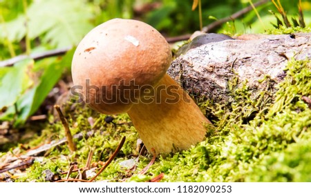 Brown mushroom in a patch of green moss. Photo taken in the forest of the Massif du Sud, Quebec, Canada.
