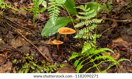 Tiny brown mushrooms next to fern leaves. Photo taken in the Massif du Sud, Quebec, Canada.
