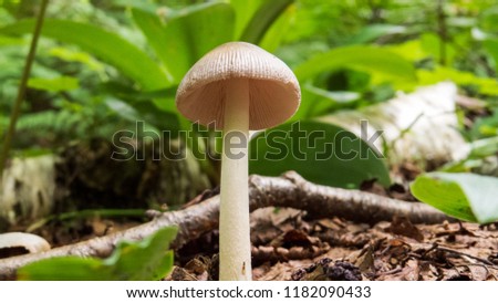 White/brown mushroom and green leaves viewed from below. Photo taken in the forest of the Massif du Sud, Quebec, Canada.