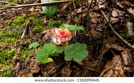 Small pink/white mushroom in the middle of many green clovers. Photo taken in the forest of the Massif du Sud, Quebec, Canada.