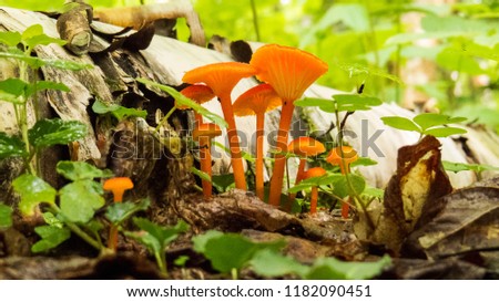 Small orange mushrooms after the rain. Photo taken in the forest of the Massif du Sud, Quebec, Canada.