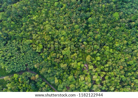 Green tree tropicl rainforest on island aerial view in morning nature landscape