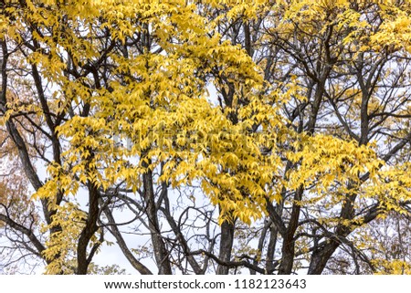 park in autumn. tree branches with yellow dry leaves against sky background