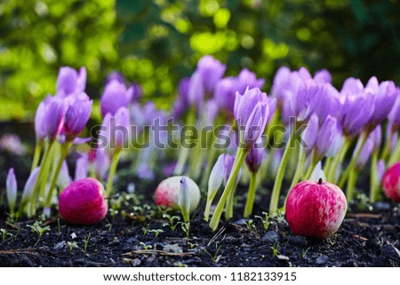 Autumn flower colchicum, similar to spring crocuses. Beautiful and poisonous.