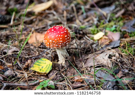 Amanita muscaria toadstool mushroom in a forest