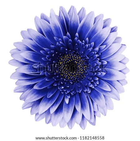 flower isolated Gerbera blue-ultramarine  on a white  background.   Closeup.   For design.  Nature.