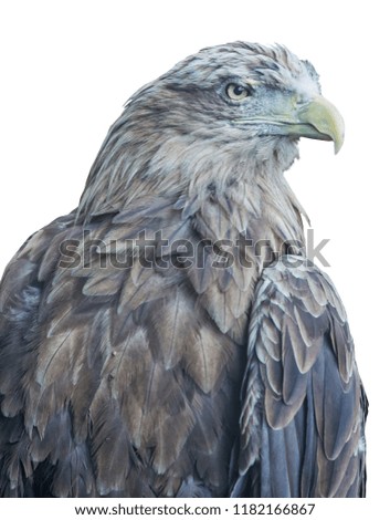 eagle portrait isolated on white background