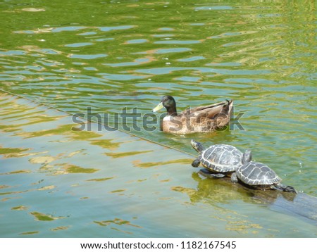 Turtles and ducks in Lake Leganes, Spain