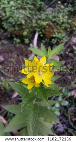 Flower with green leaves growing in natural environment in yellow color.