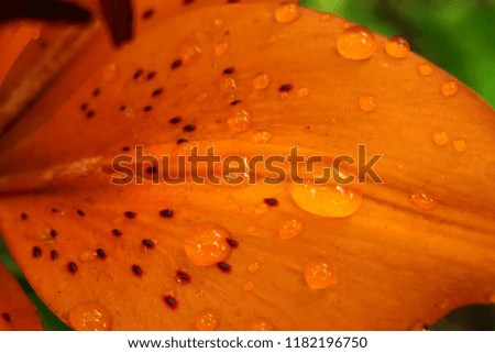 lily flower macro.petal of orange lily with water drops.macro photo.floral  background
