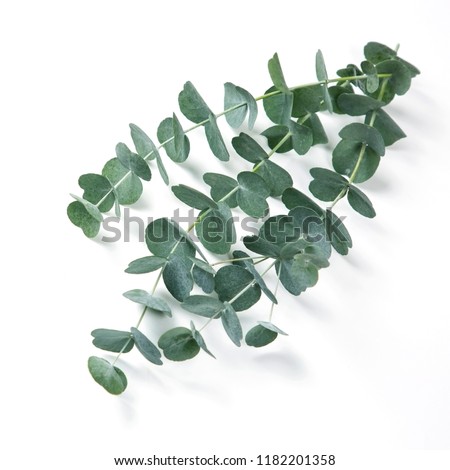Eucalyptus isolated on a white background Royalty-Free Stock Photo #1182201358