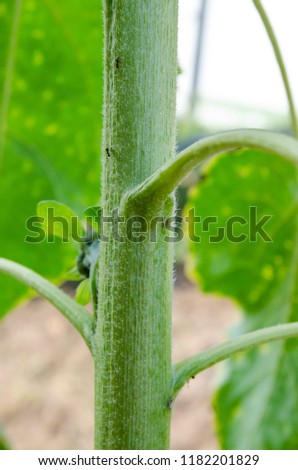 the green stem of a sunflower