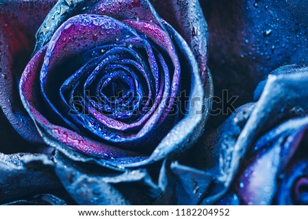 Macro photography of blue - neon roses with raindrops. Fantasy and magic concept. Selective focus.