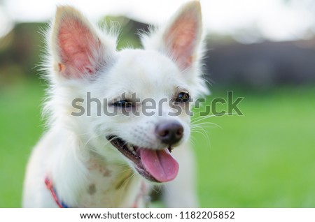 Chihuahua dog image