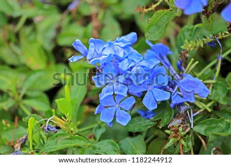 Blue flower field 
