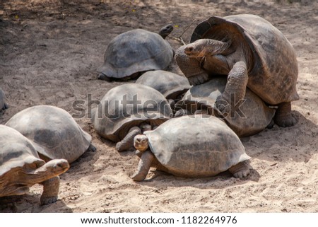Galapagos Giant Tortoises, Tortoise Breeding Center, Isabela, Galapagos, Ecuador, South America