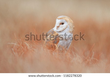 Barn Owl in light grass, clear foreground and background, Czech republic. Wildlife scene from nature. White bird hidden in the nature habitat.