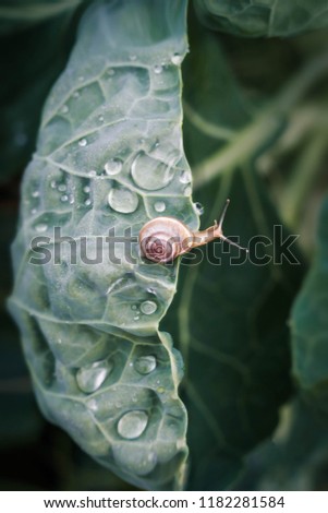 A tiny cute snail on a green cabbage leaf in dewdrops