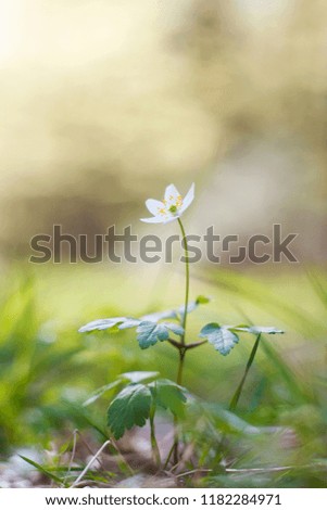 White anemone flower (Anemone nemorosa). 