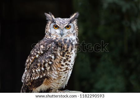 A close up of a european eagle owl perched on a post and staring forward. Taken against a dark background the eyes are penetrating the viewer