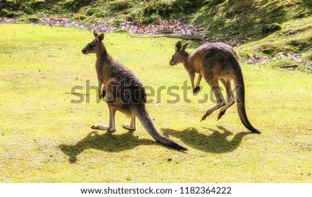 Kangaroo Wildlife,Tasmania, Australia