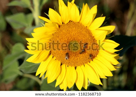 Field of yellow sunflowers