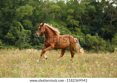 running brown horse, galloping in high grass, welsh pony, forest background