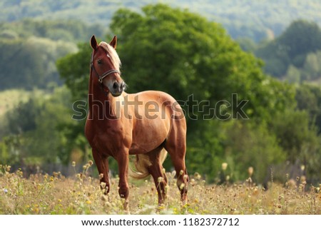 brown horse standing in high grass, sun light, welsh pony, horse photography