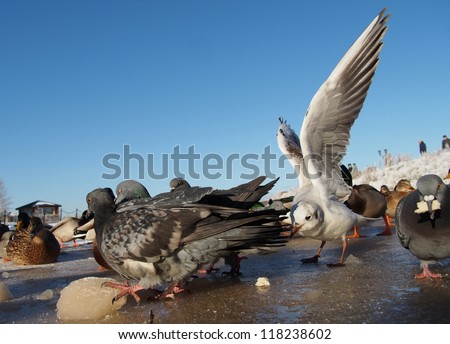 pigeons in winter on the lake