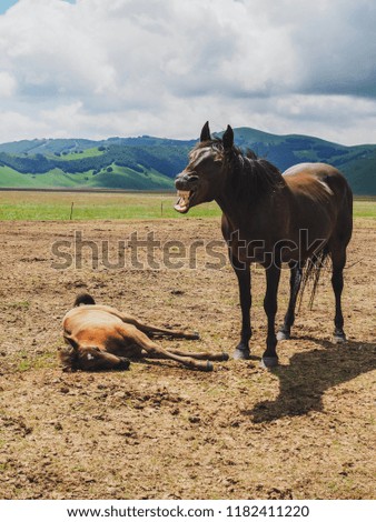 Horse on a background of mountains in the Italian region Umbria, one horse laughing and showing teeth, the horse resting on the ground