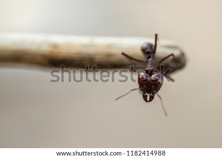 ant walking on the end of a stick that looks at the camera