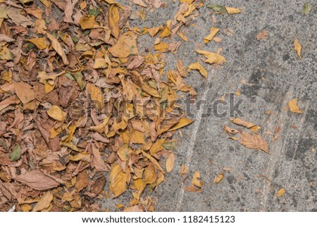 Asphalt texture background with leafs in various colors