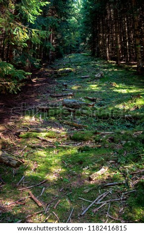 A path leads upwards between the trees of a forest located in the Swiss Jura mountains. The forest is lush green and moss and sticks and trees cover the forest floor.