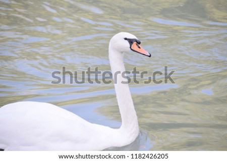 White swan on the lake
