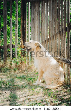 A furry, mongrel dog of beige color sits on the ground near a wooden fence. Vertical photography.