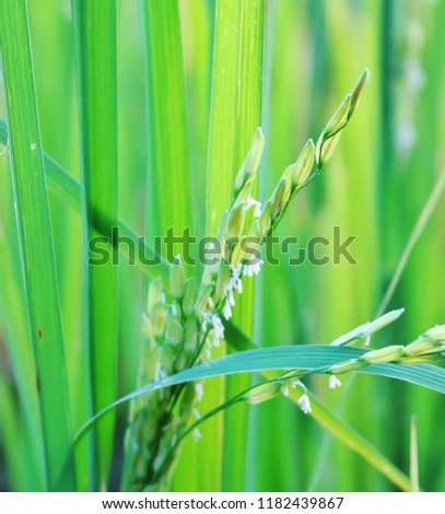 The rice is flowering.