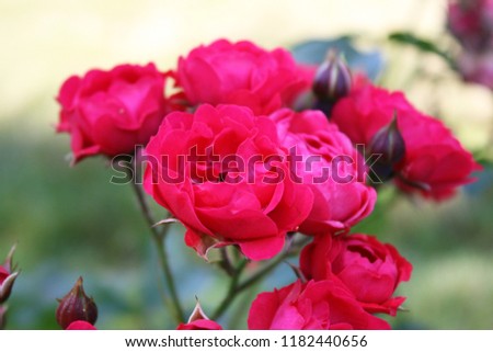 Pink roses in the garden