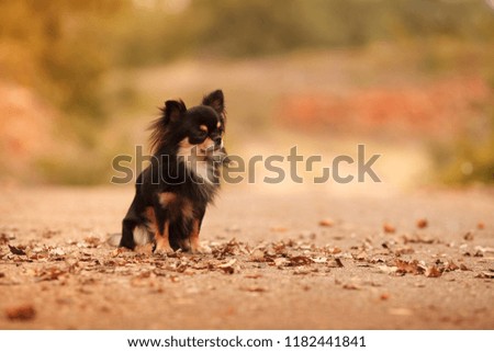 cute Chihuahua dog for a walk in autumn