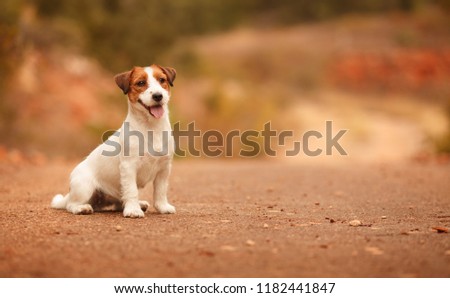 dog breed Jack Russell Terrier on a walk in autumn