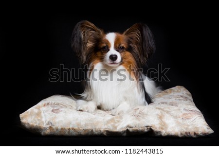 Papillon dog lies contented on his couch, isolated on black