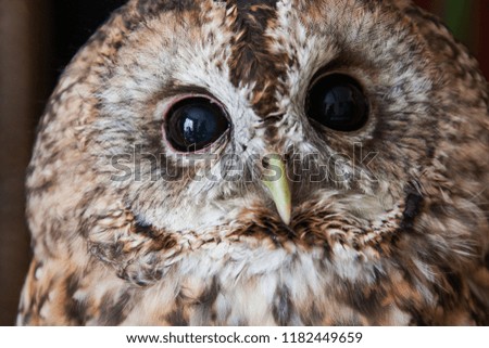 british owl photo
