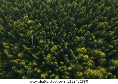 Aerial view of the green forest Royalty-Free Stock Photo #1182452890