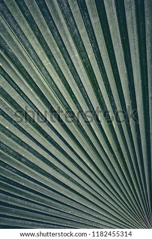 Palm leaf to retro tone. Palm leaves stripe.