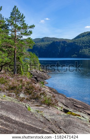 Beautiful pines grow on the stones on the shore of Norwegian fjord at sunny day. Coastal stones partly covered with water, Telemark region, Southern Norway

