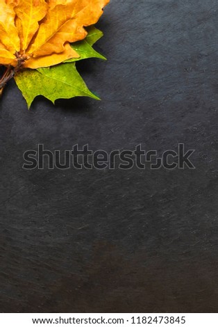 Black chalkboard with autumn yelllow leaves. Copyspace.  Flat lay. Back to school concept.  
