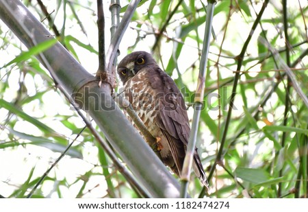 The brown hawk-owl (Ninox scutulata), also known as the brown boobook, is an owl which is a resident breeder in south Asia from India, Sri Lanka, Bangladesh and Nepal east to  Thailand.