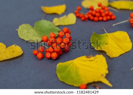 autumn picture including rowanberry apple anf leaves