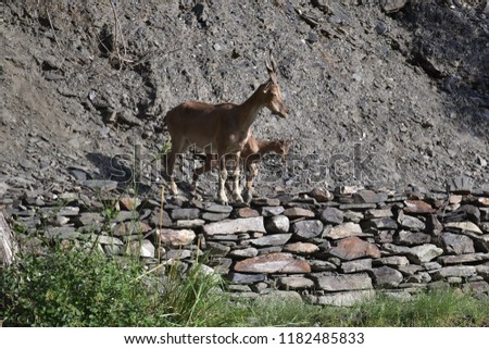 Ibex on a steep cliff 